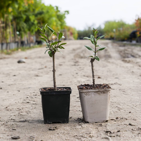 Ligustr Liguster pospolity Miododajny (P9)