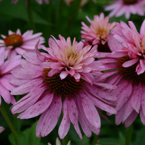 Jeżówka purpurowa Double Decker podwójne kwiaty (C2)