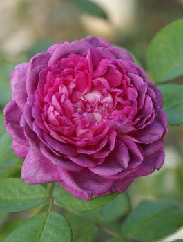 Róża historyczna Reine des Violettes (C2)