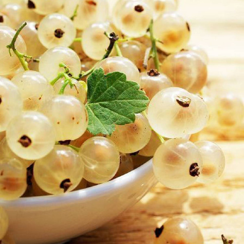 Porzeczka biała Plant Pack