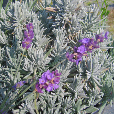 Lawenda wąskolistna Silver Mist (C2)