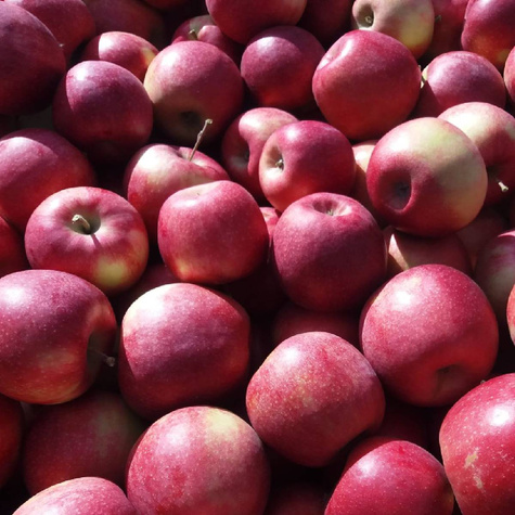 Jabłoń Red Cortland w doniczce