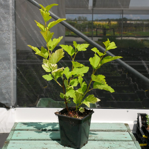 Pęcherznica kalinolistna Angel Gold (P9)