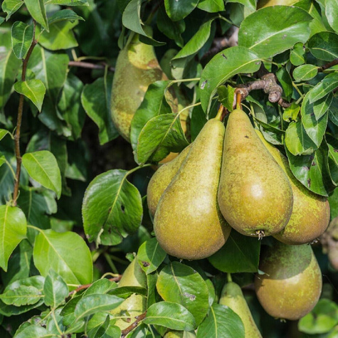 Grusza Chrupiące twarde owoce Plant Pack