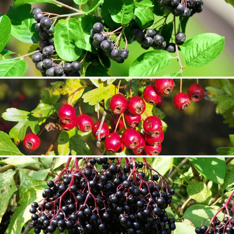 Zestaw Owoce Dla Serca Plant Pack