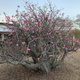 Róża pustyni Adenium opasłe 5szt nasion