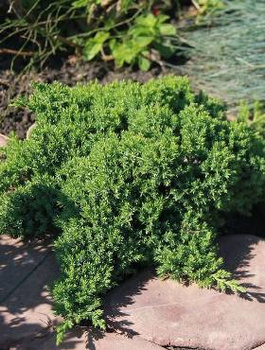 Jałowiec rozesłany Nana