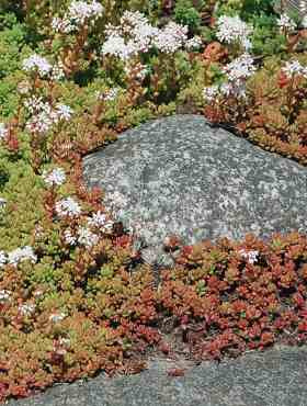 Rozchodnik biały Coral Carpet (P9)
