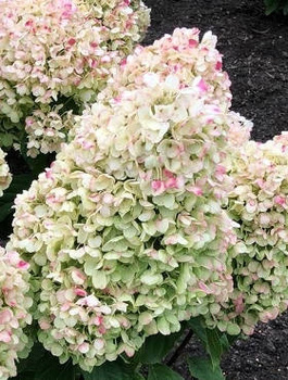 Hortensja bukietowa Living Summer Snow
