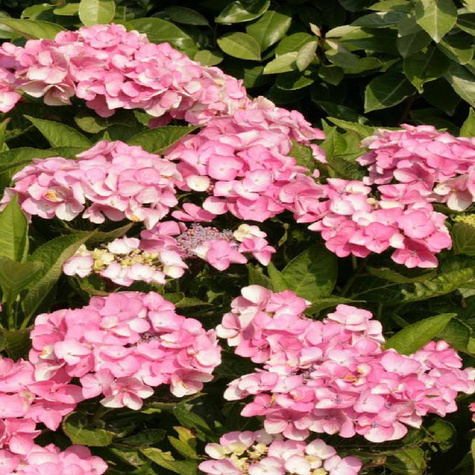 Hortensja ogrodowa 'Miss Hepburn'