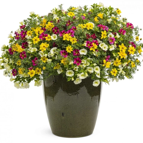 Calibrachoa Mini Surfinia Calita Special Cherry Star bordowo-żółta NOWOŚĆ