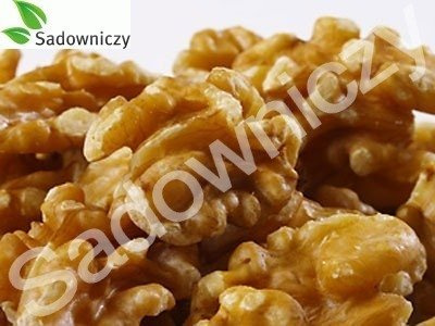 Orzech włoski w doniczce