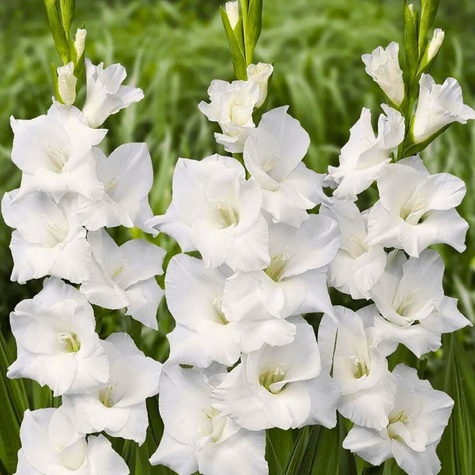 Mieczyk White biały