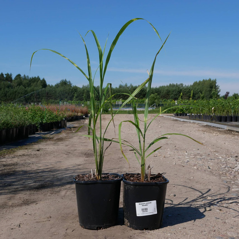 Miscanthus sinenesis Miskant chiński 'Giraffe'