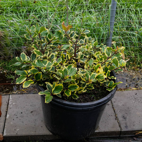 Ostrokrzew Golden King Żeński (C2)