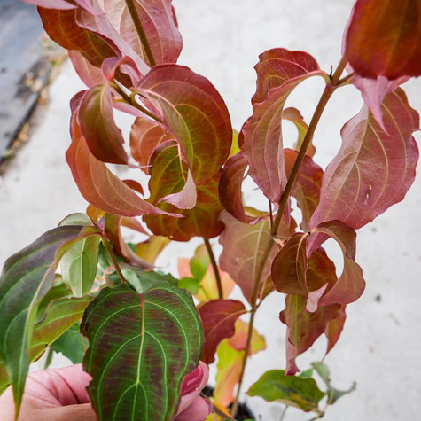 Dereń kousa Cappucino (C2)