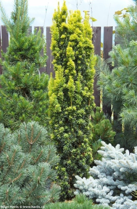 Cis pospolity Fastigiata Aurea