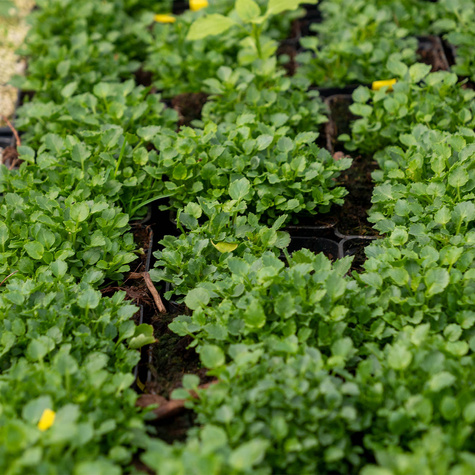 Dzwonek gargański Major (C2)