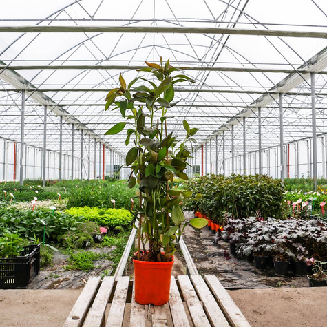 Alstremeria ogrodowa Indian Summer (C2)