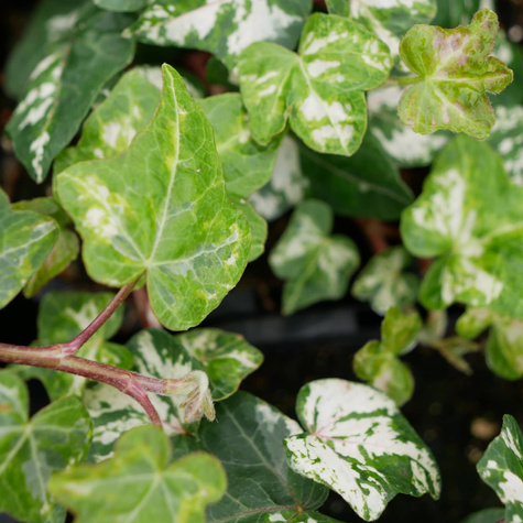 Bluszcz pospolity Kalibri