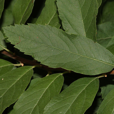 Tawuła Douglasa (C2)