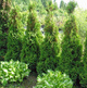 Thuja Tuja Żywotnik zachodni Holmstrup (C2)