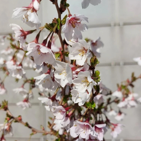 Wiśnia wczesna Kojou-no-mai karłowa na pniu