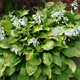 Funkia Hosta Royal Standard (C2)