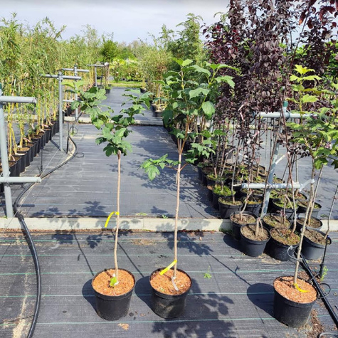 Kalina szczepiona na pniu (C2)