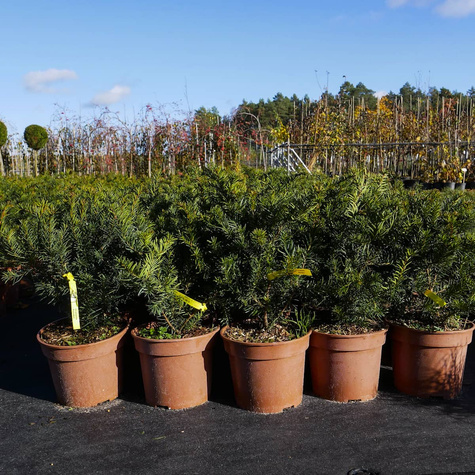 Cis pospolity Repandens