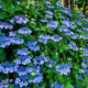 Hortensja piłkowana Bluebird (C2)