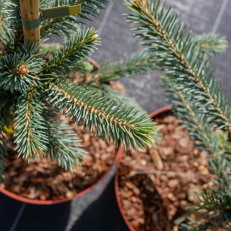 Świerk Engelmanna Snake świerk wężowy