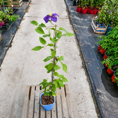 Powojnik Clematis wielkokwiatowy Generał Sikorski (C2)