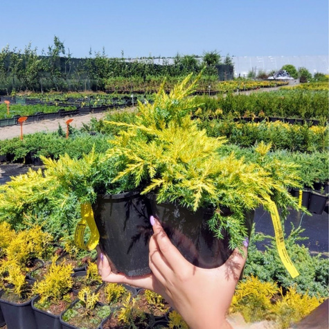 Jałowiec pośredni Goldkissen (C2)