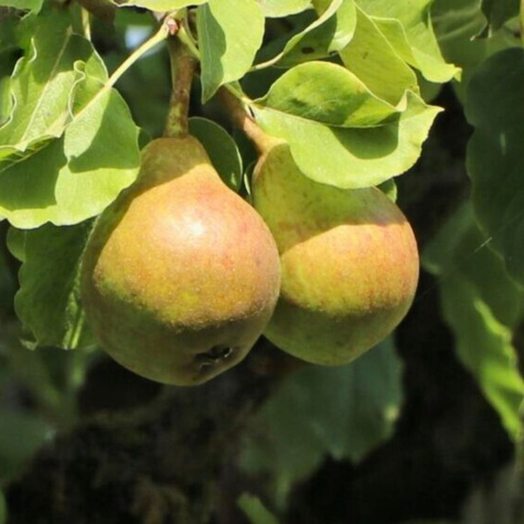 Mini Grusza karłowa karłowe Garden Pearl Plant Pack