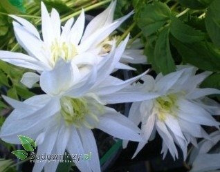 Powojnik Clematis botaniczny Albina Plena