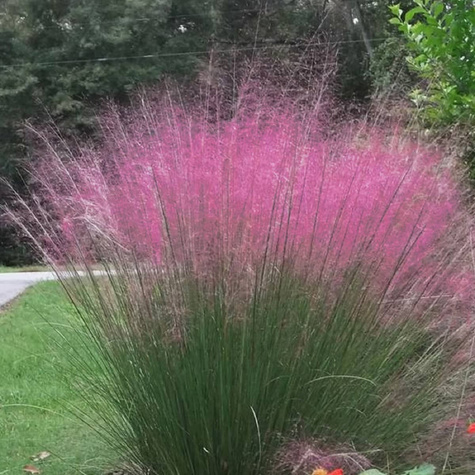 Miłka Blue Eros (C2)