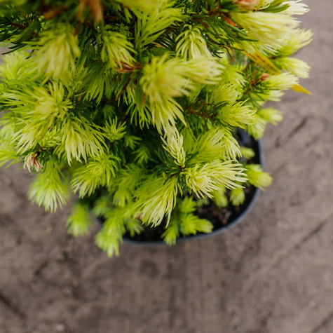 Świerk biały Daisy White