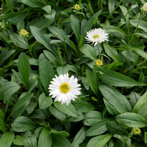 Aster alpejski Albus biały (C2)