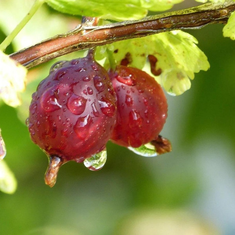 Agrest czerwony Krasnosłowiański Plant Pack