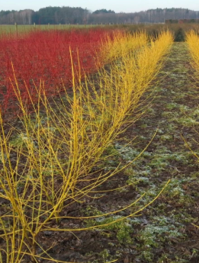 Dereń złotokory doniczka