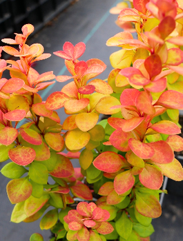 Berberys Thunberga Neon Gold (C2)