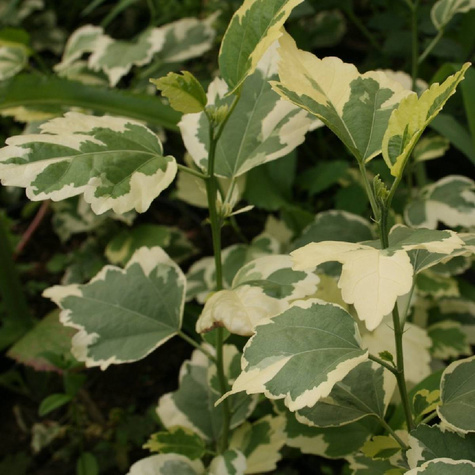 Ketmia syryjska Purpureus Variegatus (P9)