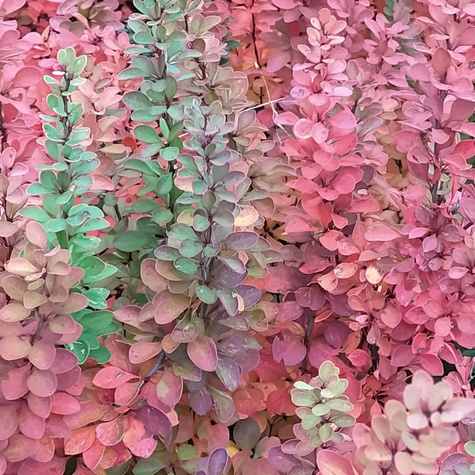 Berberys Thunberga Powwow (C2)