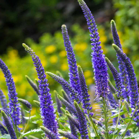 Przetacznik kłosowy Blue (C2)