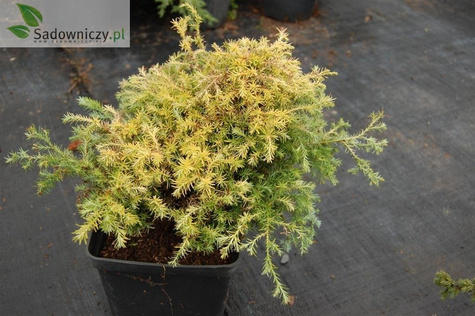 Cyprysik groszkowy Squarrosa Aurea