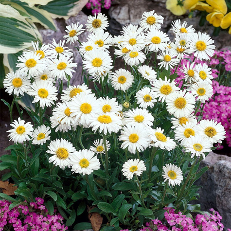 Aster alpejski Albus biały (C2)