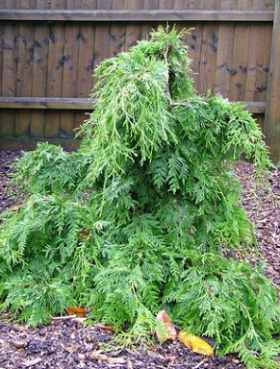 Żywotnik olbrzymi 'Holly Turner'