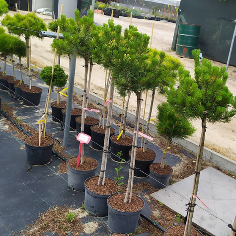 Sosna kosodrzewina Carsten Pa 80