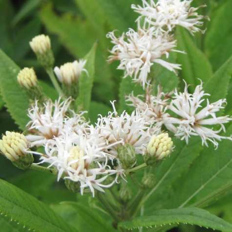Wernonia Nowojorska 'White Lightning'